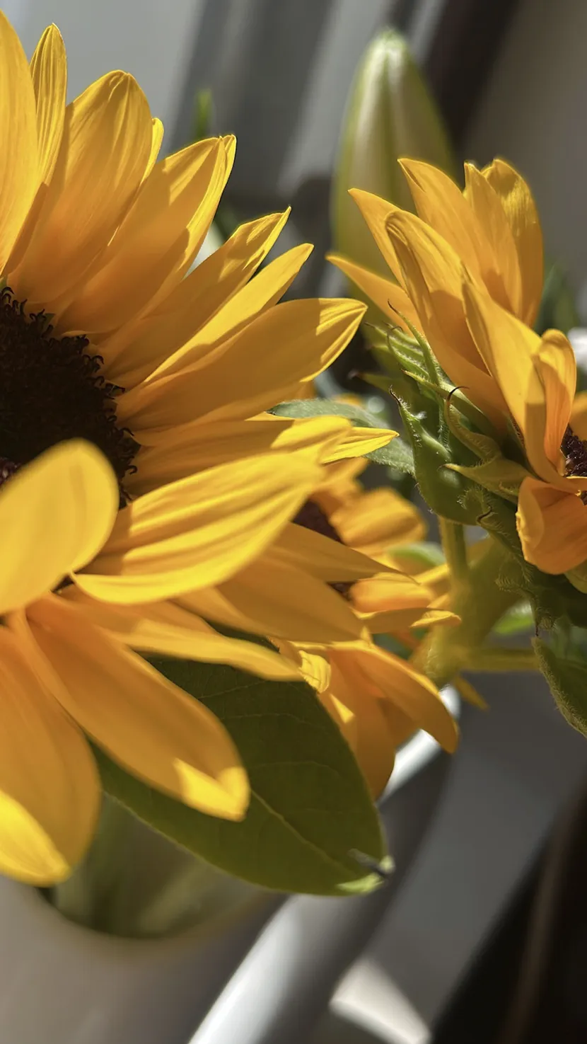 Nærbilde av gule solsikker.