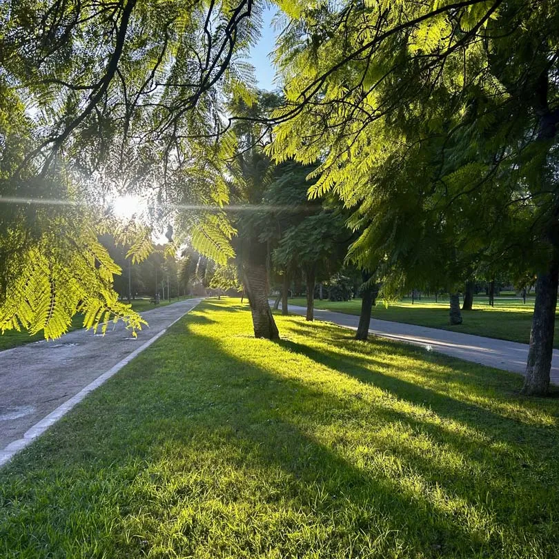 Sollys, grønt gress, grønne trær og stier i parken.