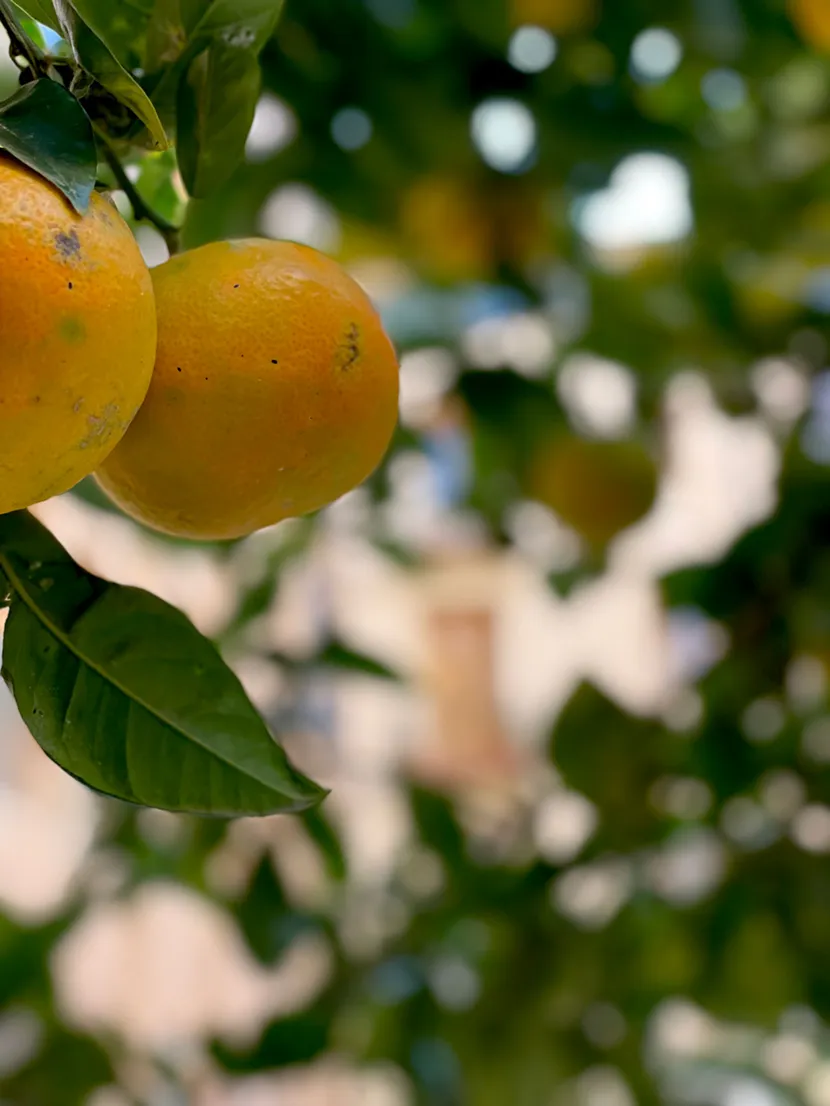 Nærbilde av appelsiner i et grønt tre.